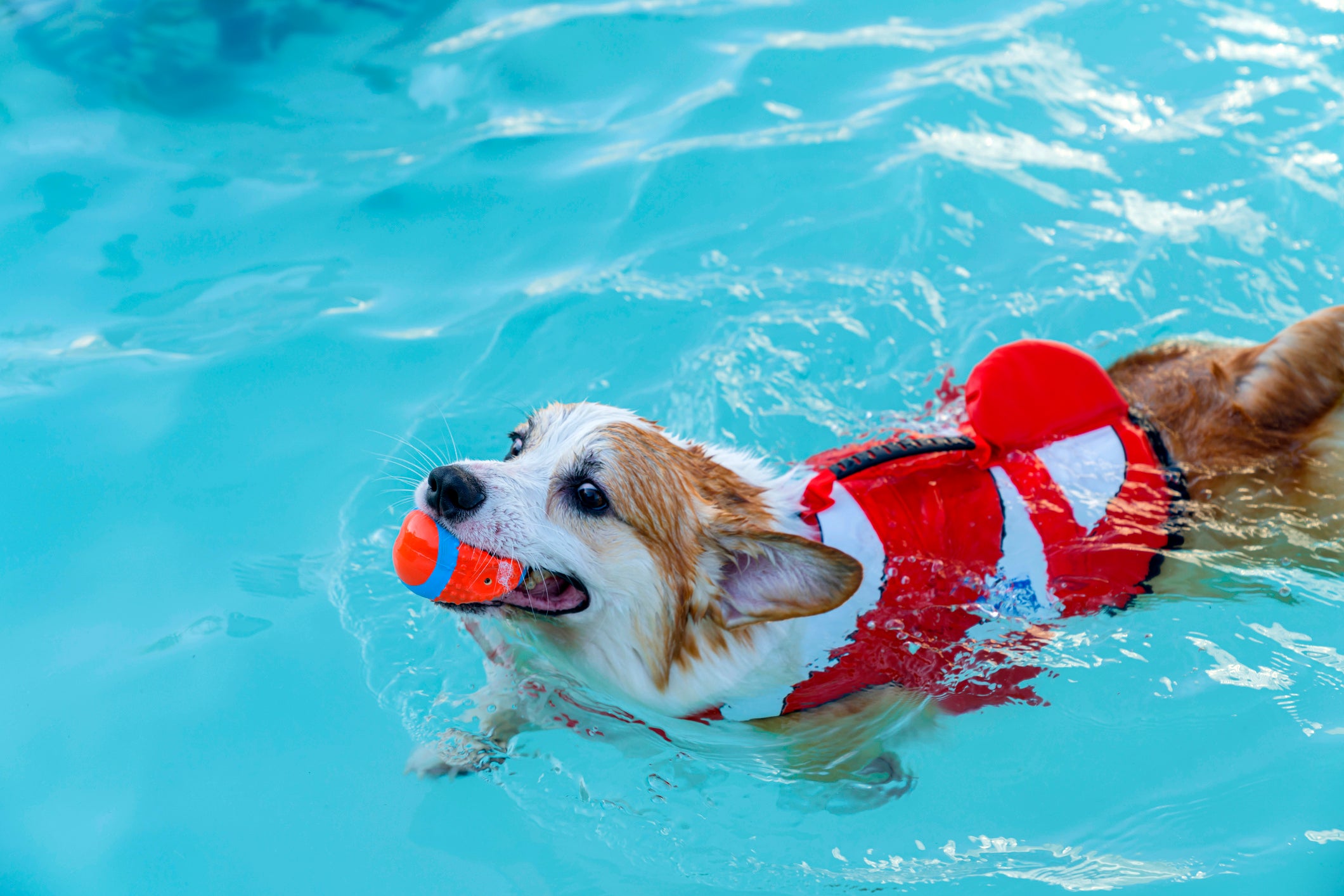 Corgi nadando de colete na piscina